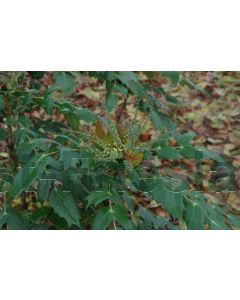 Mahonia bealei 40-60 cm C3