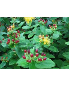 Hypericum inod. 'Rheingold' C1.5