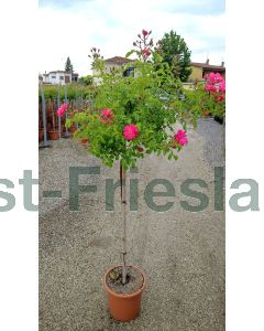 Rosa Heidetraum C9 90 cm stam