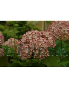 Hydrangea arb. 'Candybelle® Bubblegum' C3