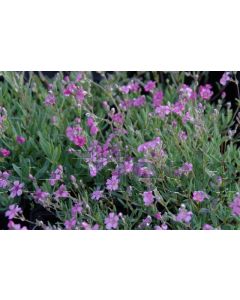 Gypsophila rep. 'Rosea' P9 / 24 per kist