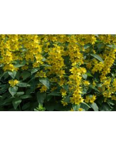 Lysimachia punctata P9 / 24 per kist