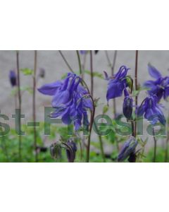 Aquilegia alpina P9 / 24 per kist