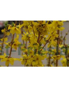 Forsythia int. 'Goldrausch' C3