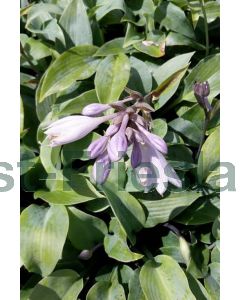 Hosta 'Halcyon' C2