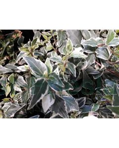 Hedera hel. 'Little Diamond' C2