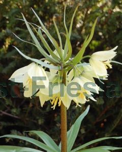 Fritillaria raddeana 16/+ per 10