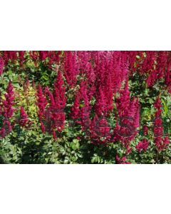 Astilbe (A) 'Fanal' P9 / 24 per kist